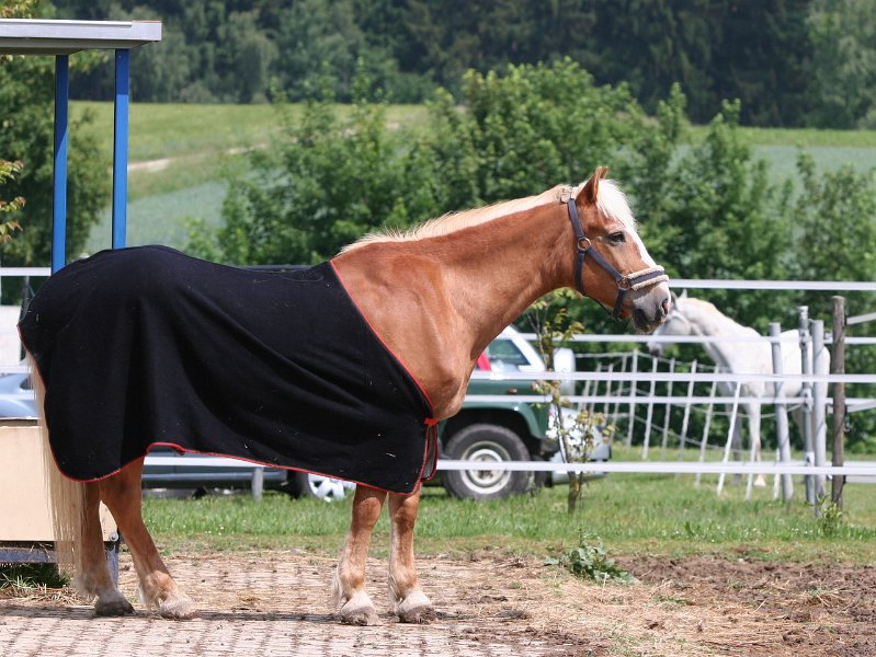 20110528 Zwergencup 0045