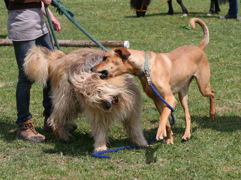20110528 Zwergencup 0057