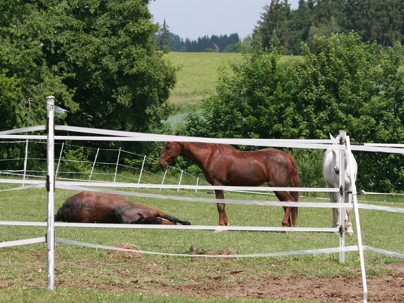 20110528 Zwergencup 0071