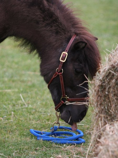 20110528 Zwergencup 0099