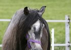 20110528 Zwergencup 0003