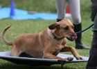 20110528 Zwergencup 0032