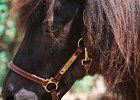 20110528 Zwergencup 0042