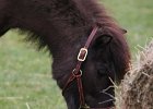 20110528 Zwergencup 0099