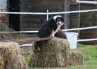 20110528 Zwergencup 0103