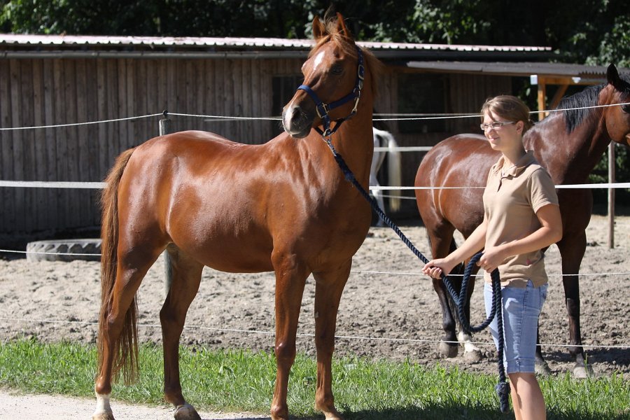 Einhell 2012 26