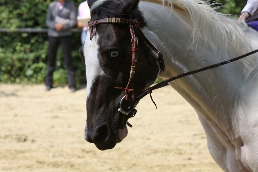 Thalmeierranch01072012 089