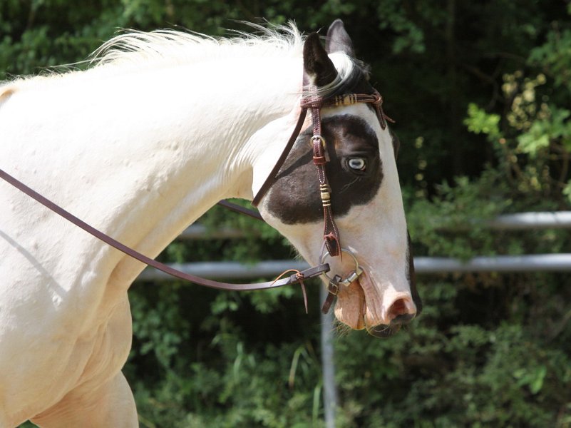 Thalmeierranch01072012 090