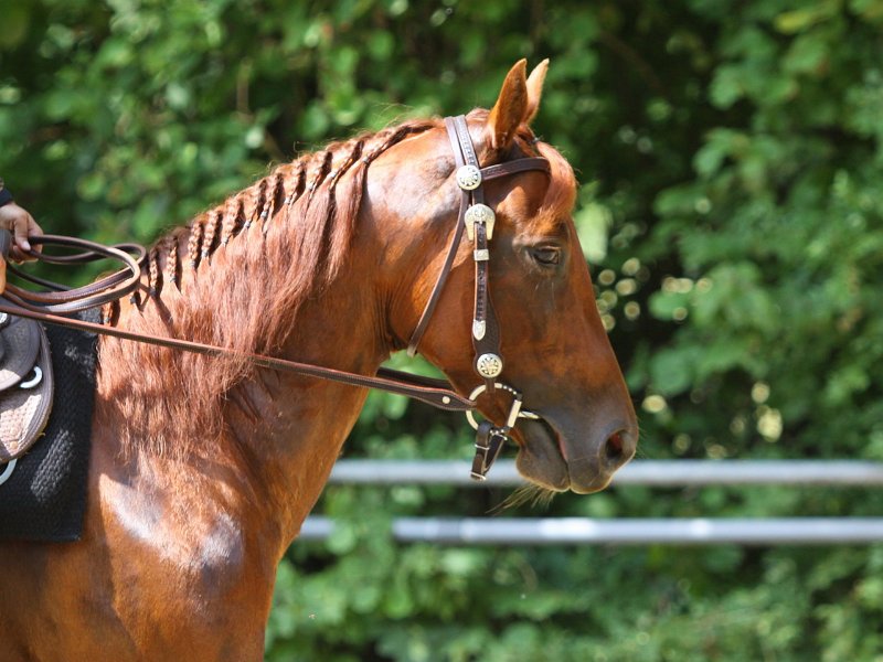 Thalmeierranch01072012 097
