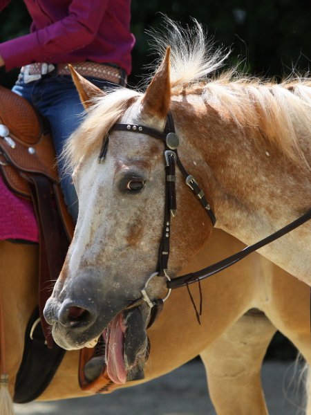 Thalmeierranch01072012 209