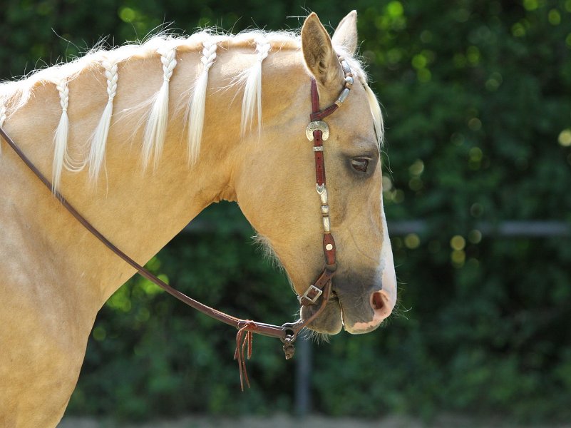 Thalmeierranch01072012 233