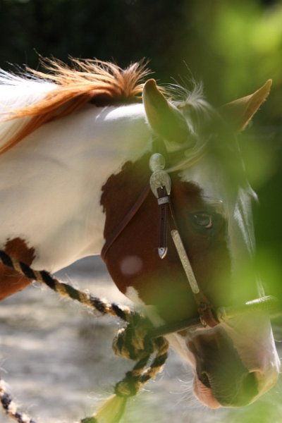 Thalmeierranch01072012 254