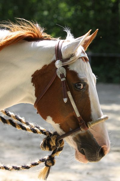 Thalmeierranch01072012 255