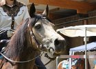 Thalmeierranch01072012 084