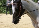 Thalmeierranch01072012 089