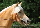 Thalmeierranch01072012 091