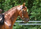 Thalmeierranch01072012 097