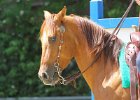 Thalmeierranch01072012 220