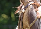 Thalmeierranch01072012 247