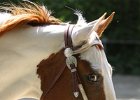 Thalmeierranch01072012 255
