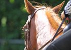 Thalmeierranch01072012 273