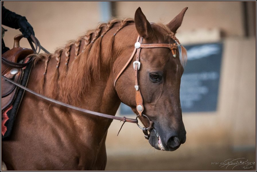 mp-stables 20130921 078