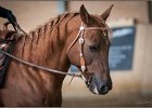 mp-stables 20130921 078