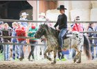 mp-stables 20130921 163