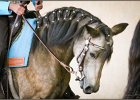 mp-stables 20130921 181