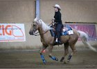 mp-stables 20130921 249