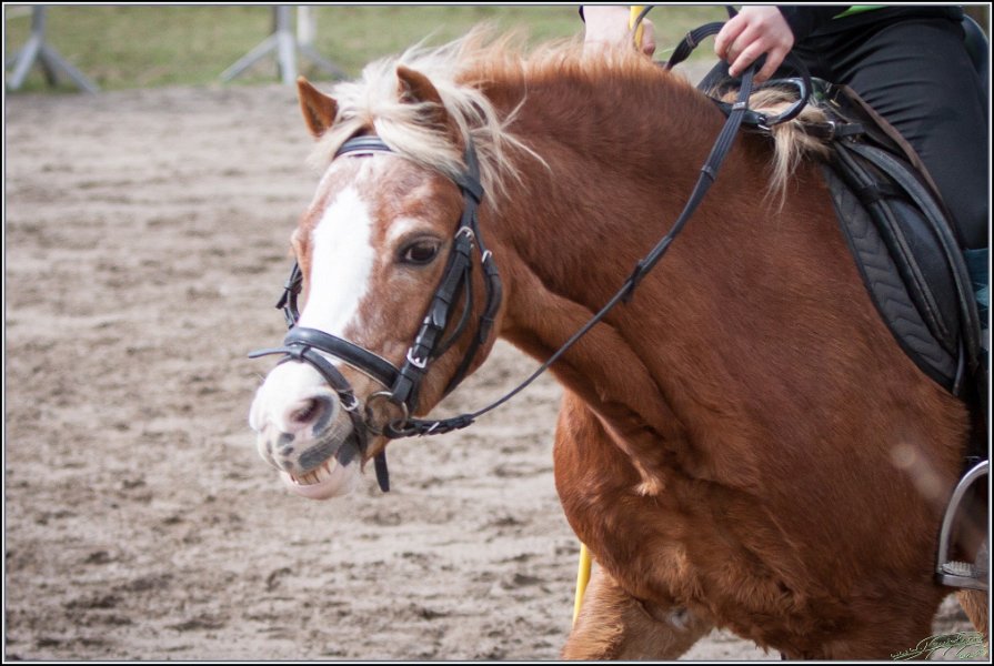 MountedGamesBayrischeMeisterschaft2015 199