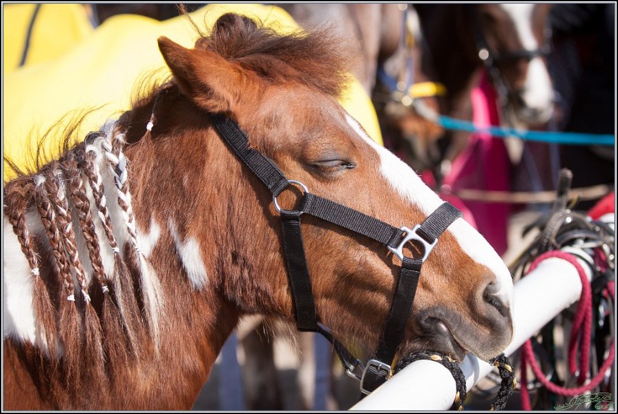 MountedGamesBayrischeMeisterschaft2015 342