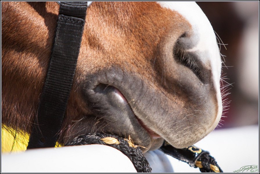 MountedGamesBayrischeMeisterschaft2015 343