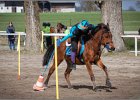 MountedGamesBayrischeMeisterschaft2015 106