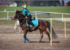 MountedGamesBayrischeMeisterschaft2015 135