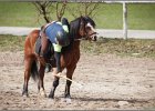 MountedGamesBayrischeMeisterschaft2015 190
