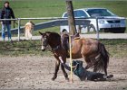 MountedGamesBayrischeMeisterschaft2015 291