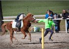 MountedGamesBayrischeMeisterschaft2015 293