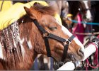 MountedGamesBayrischeMeisterschaft2015 342