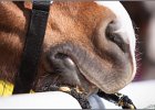 MountedGamesBayrischeMeisterschaft2015 343
