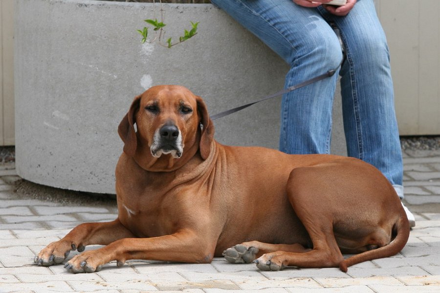 Galler 2010 56