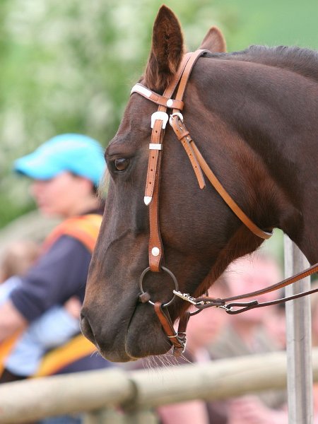 Galler 2010 85