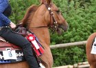 Galler 2010 28