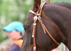Galler 2010 85