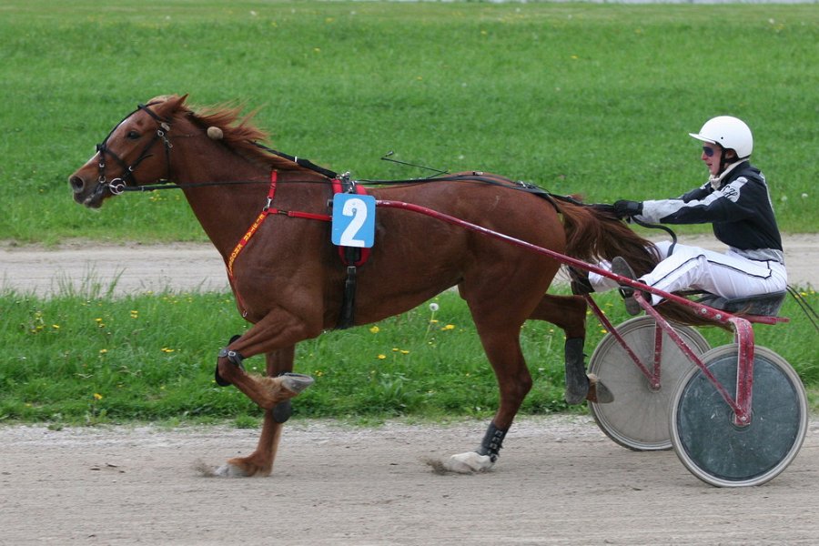 Mueldorf rennbahn 2019 10