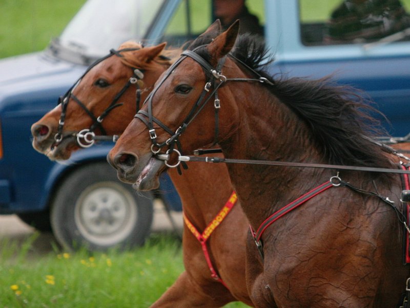 Mueldorf rennbahn 2019 11