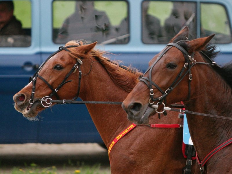 Mueldorf rennbahn 2019 15