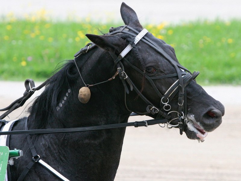 Mueldorf rennbahn 2019 35