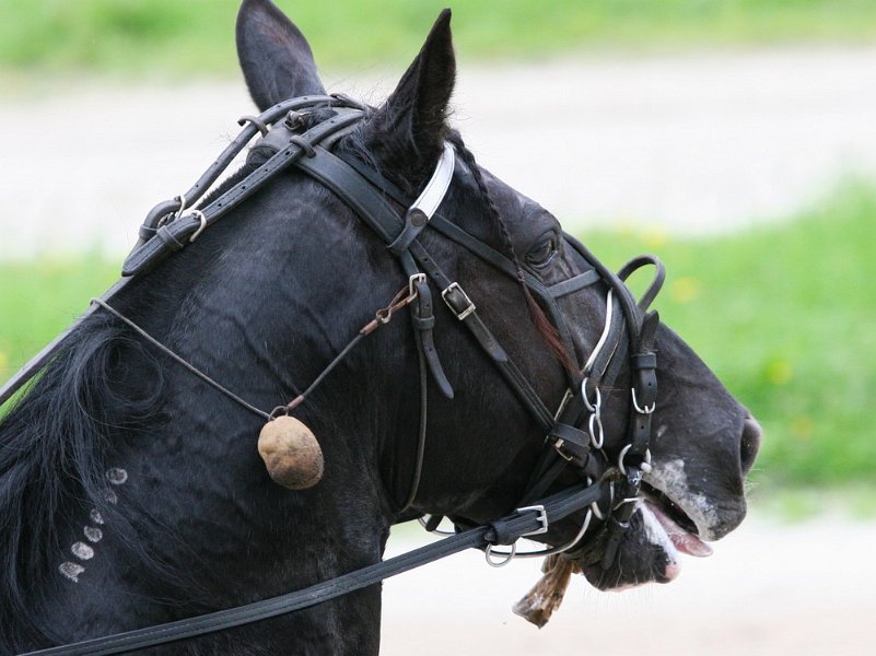 Mueldorf rennbahn 2019 36