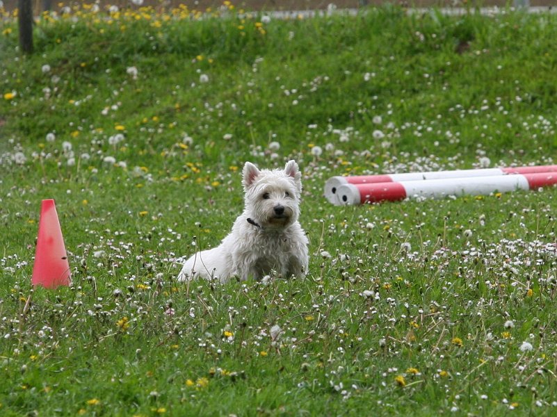 RC Engkofen 2010 33